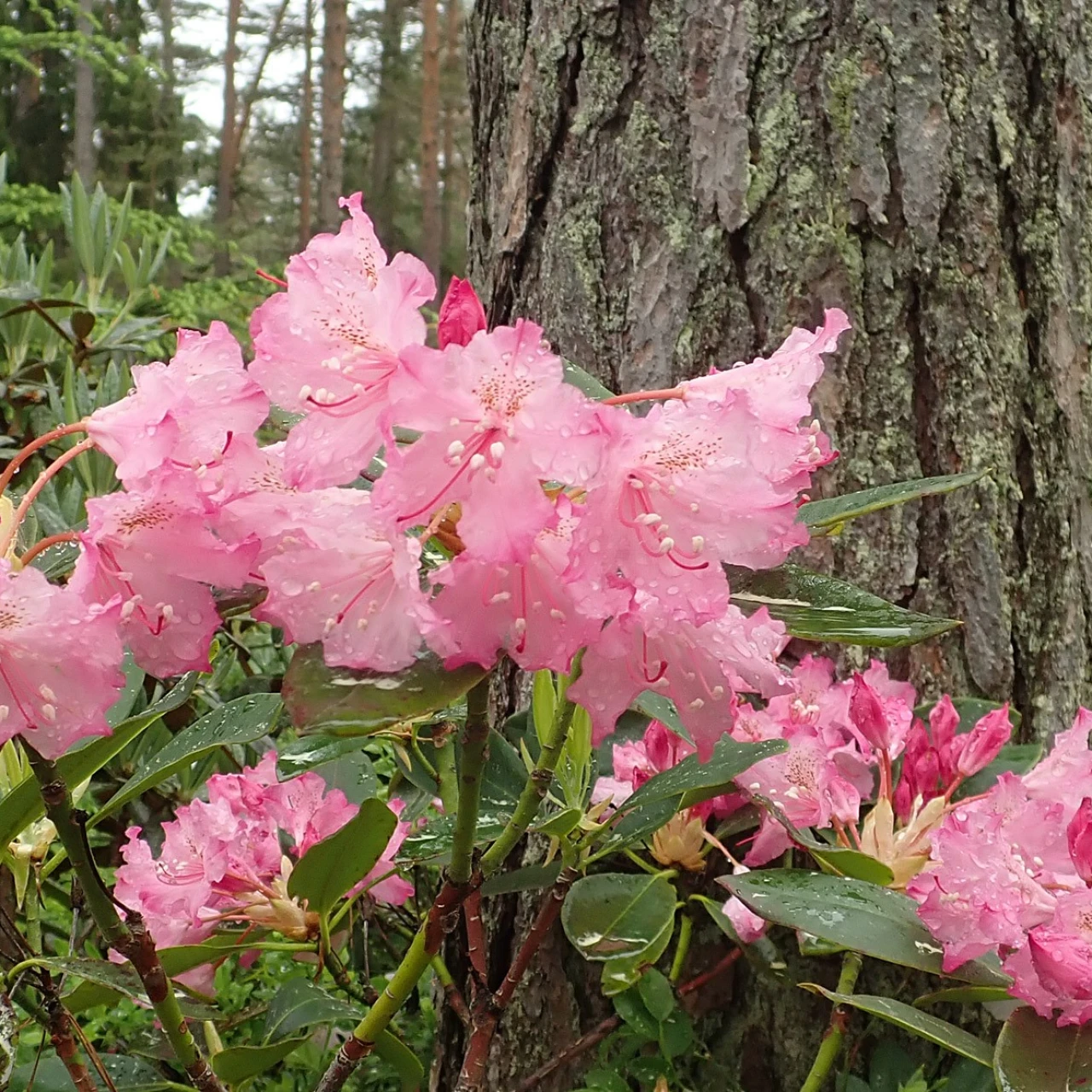 R. macrophyllum
